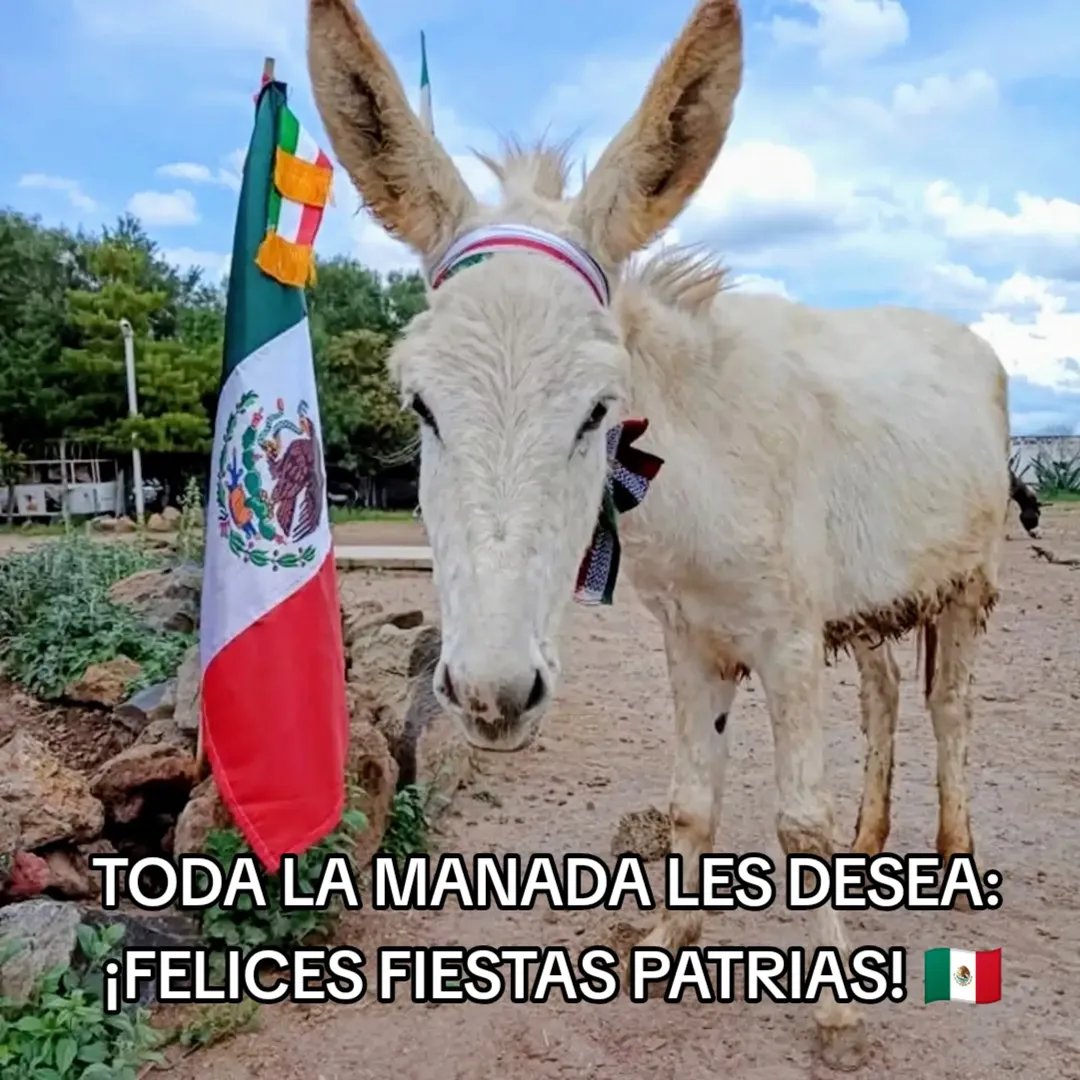Burrolandia_mx's tweet photo. ¡TODA LA MANADA LES DESEA FELICES FIESTAS PATRIAS 🤗🥳🇲🇽!

Esta temporada festiva es muy especial para nosotros 😊💚🤍❤️. 

Celebramos la Independencia de nuestro hermoso país 🇲🇽 y también celebramos el cumpleaños 🎂 de alguien muy especial: "Hidalgo"

Nuestro pequeño nació la madrugada del 16 de Septiembre del 2022. 🇲🇽☺️👶🏻

¡vengan a festejar con todos los burritos!. 😊🤗🇲🇽

#unetealproyectoderescatedelburritomexicano 
Burrolandia México, #Aquenoteaburres!!!