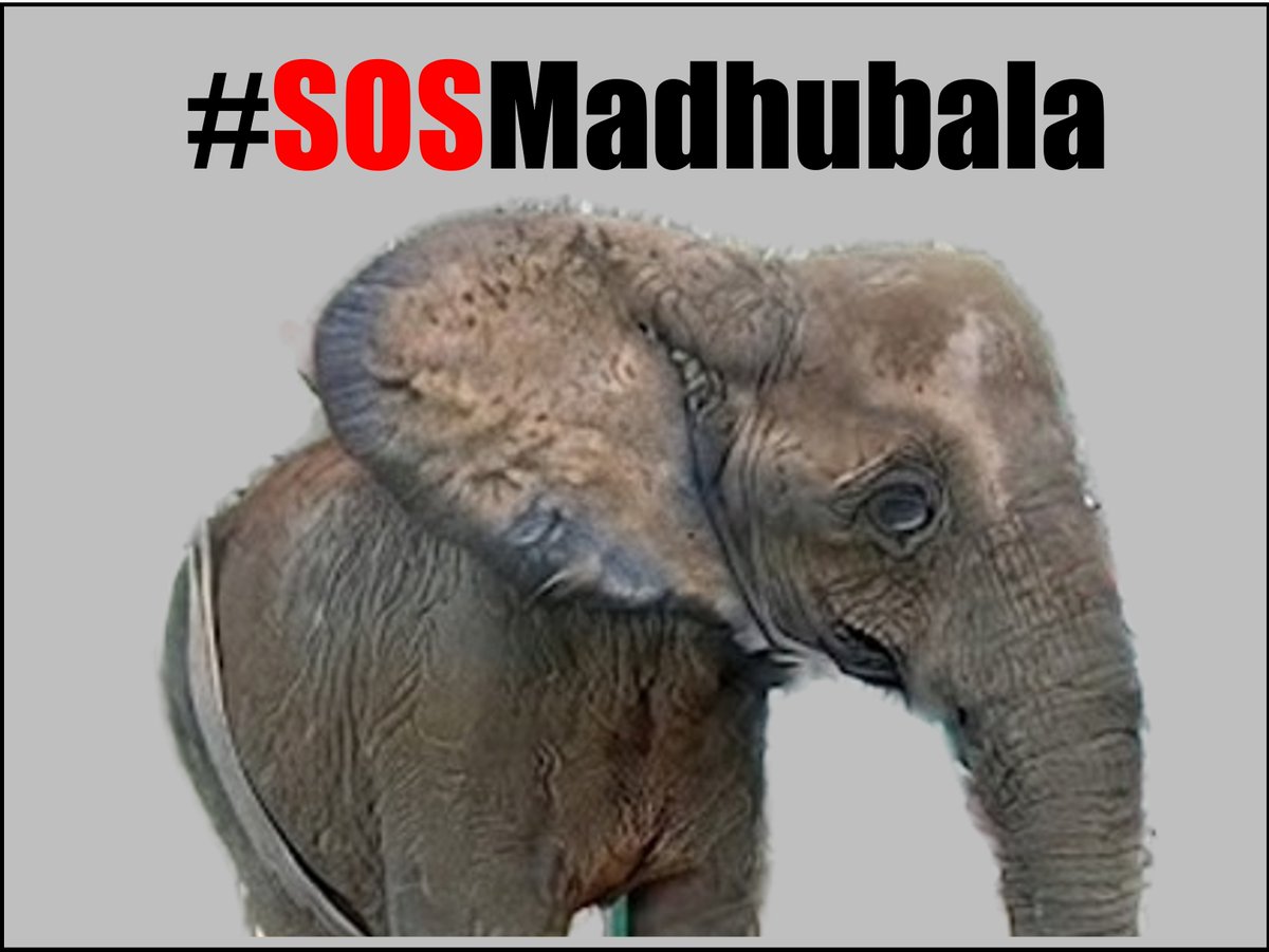 jayne_loza's tweet photo. Join the X storm for 🐘Madhubala in #Karachi  Automated Tweets here👉  https://t.co/HlHmE9Abpt #SOSMadhubala https://t.co/de24N65r9d