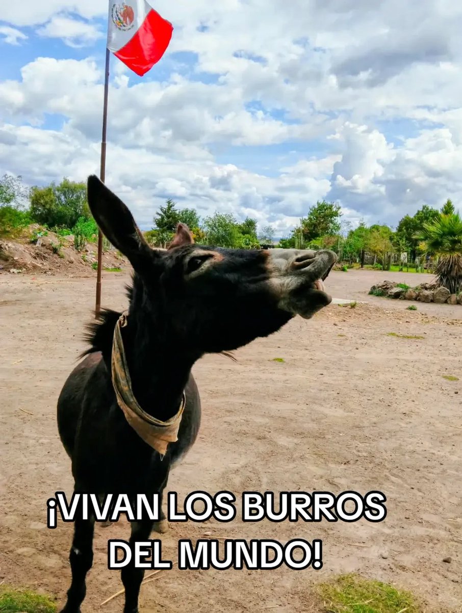 Burrolandia_mx's tweet photo. ¡TODA LA MANADA LES DESEA FELICES FIESTAS PATRIAS 🤗🥳🇲🇽!

Esta temporada festiva es muy especial para nosotros 😊💚🤍❤️. 

Celebramos la Independencia de nuestro hermoso país 🇲🇽 y también celebramos el cumpleaños 🎂 de alguien muy especial: "Hidalgo"

Nuestro pequeño nació la madrugada del 16 de Septiembre del 2022. 🇲🇽☺️👶🏻

¡vengan a festejar con todos los burritos!. 😊🤗🇲🇽

#unetealproyectoderescatedelburritomexicano 
Burrolandia México, #Aquenoteaburres!!!