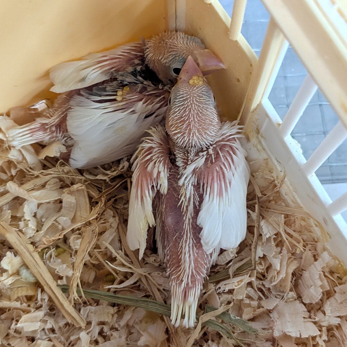 petshopkoike's tweet photo. 白文鳥入りました。 https://t.co/H7AfLW7274