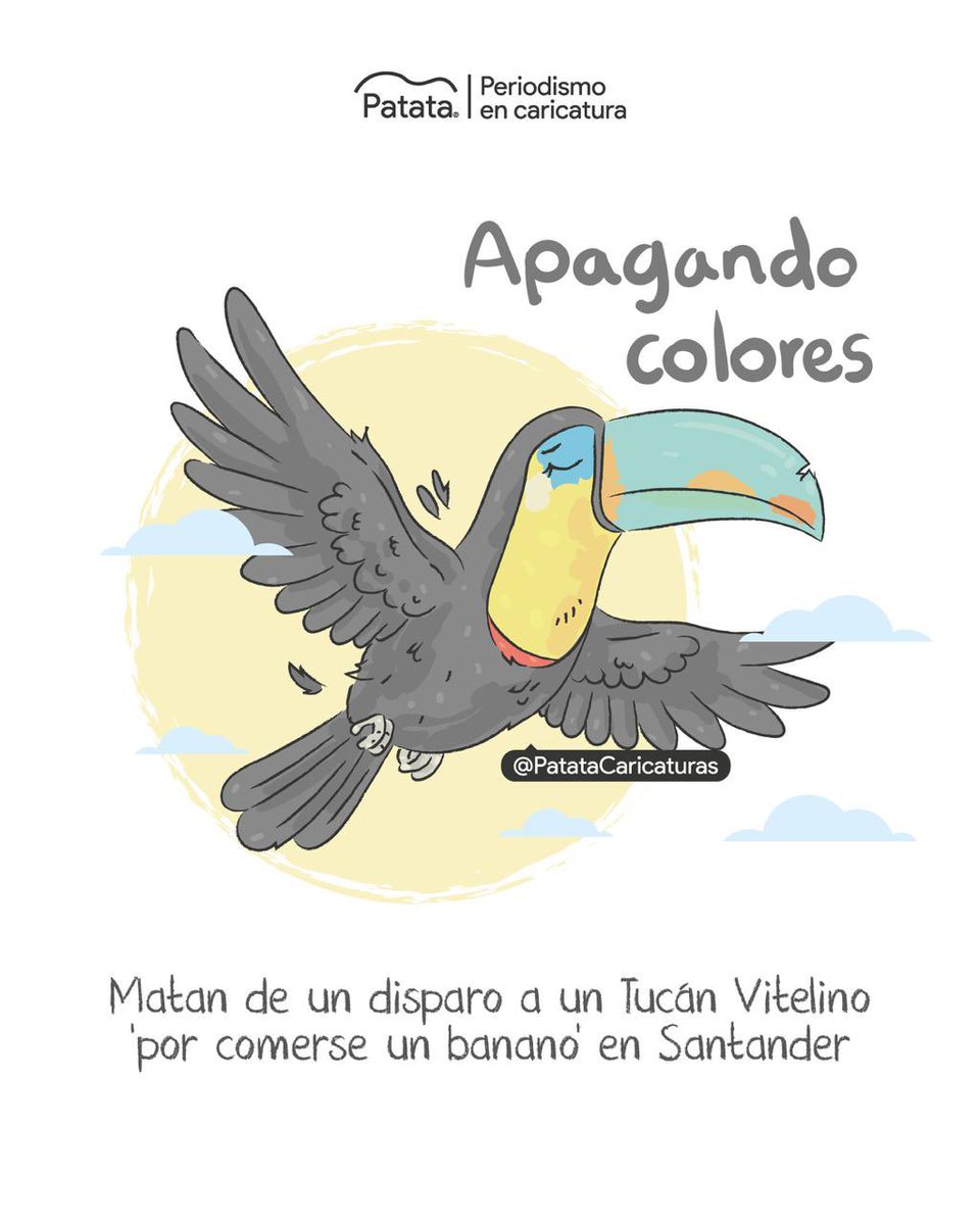 PATATAdibujo's tweet photo. 💔🪶 Justicia para tucán asesinado en Santander. 
🧵 https://t.co/RKeR0fwCI0