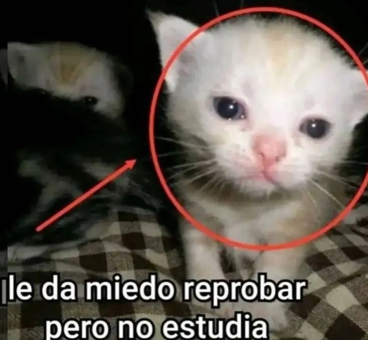 Cya9869's tweet photo. Si soy https://t.co/Vj9e46SdBv