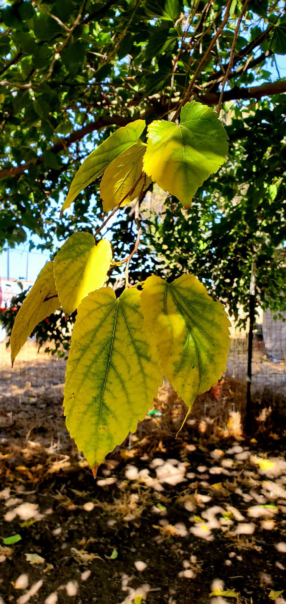 lmarie40's tweet photo. The leaves on the mulberry tree are changing from green to yellow. It doesn't quite feel like fall though with the air conditioners running. We'll have temps in the 80's well into October here. Maybe Nov will be cold? https://t.co/NAwFRErMkN
