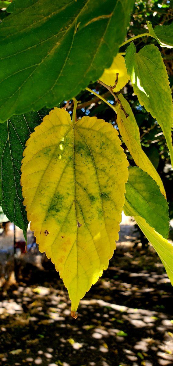 lmarie40's tweet photo. The leaves on the mulberry tree are changing from green to yellow. It doesn't quite feel like fall though with the air conditioners running. We'll have temps in the 80's well into October here. Maybe Nov will be cold? https://t.co/NAwFRErMkN