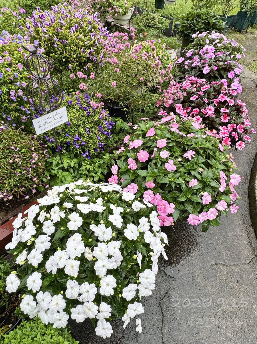 2x9x9's tweet photo. 🌿サンパチェンスアンバサダー報告

暑い夏を耐え、雨続きの9月にもずっと花を咲かせ続けるサンパチェンス。強健です👍
一番大きいのは直径約80cm。
手前のホワイトは約70cmまで成長しました。

2026年9月15日

#サンパチェンスアンバサダー 
#サカタのタネ 
#サンパチェンス https://t.co/89kUGOZDBp