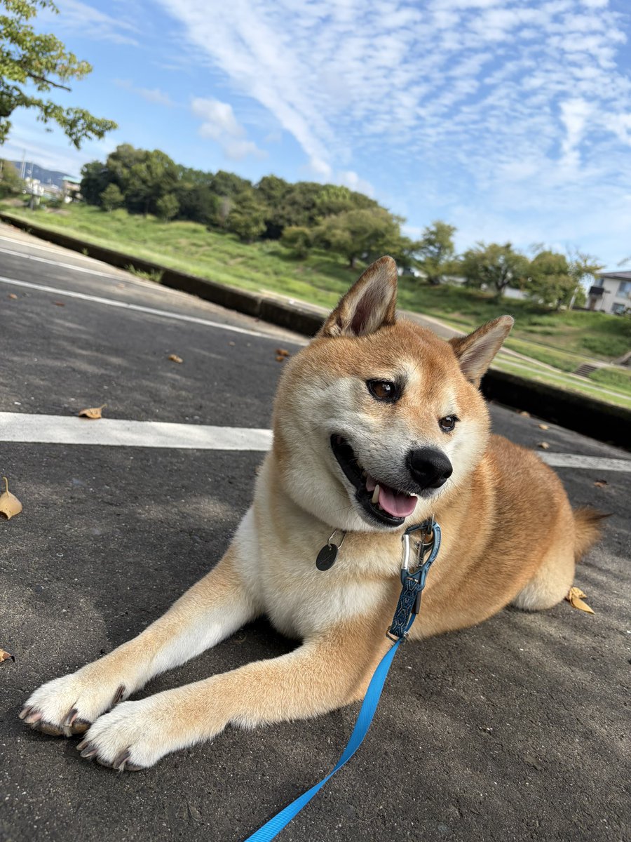 Naogfkq's tweet photo. 快晴ワン🐾✨
#柴犬　#柴犬のいる暮らし
#柴犬かわいい https://t.co/3tOqgPCYnC