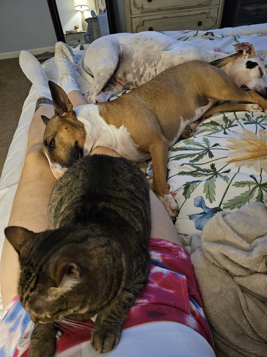 veronika_rosexx's tweet photo. I am 1000% convinced that dogs can tell when you are not doing well. My cat the other side takes advantage because I can't move 😂

Also ich bin 1000% davon ueberzeugt has Hunde wissen wenn es einem nicht gut geht. Meine Katze dagegen nutzt den Moment weil ich mich nicht bewegen kann.😂