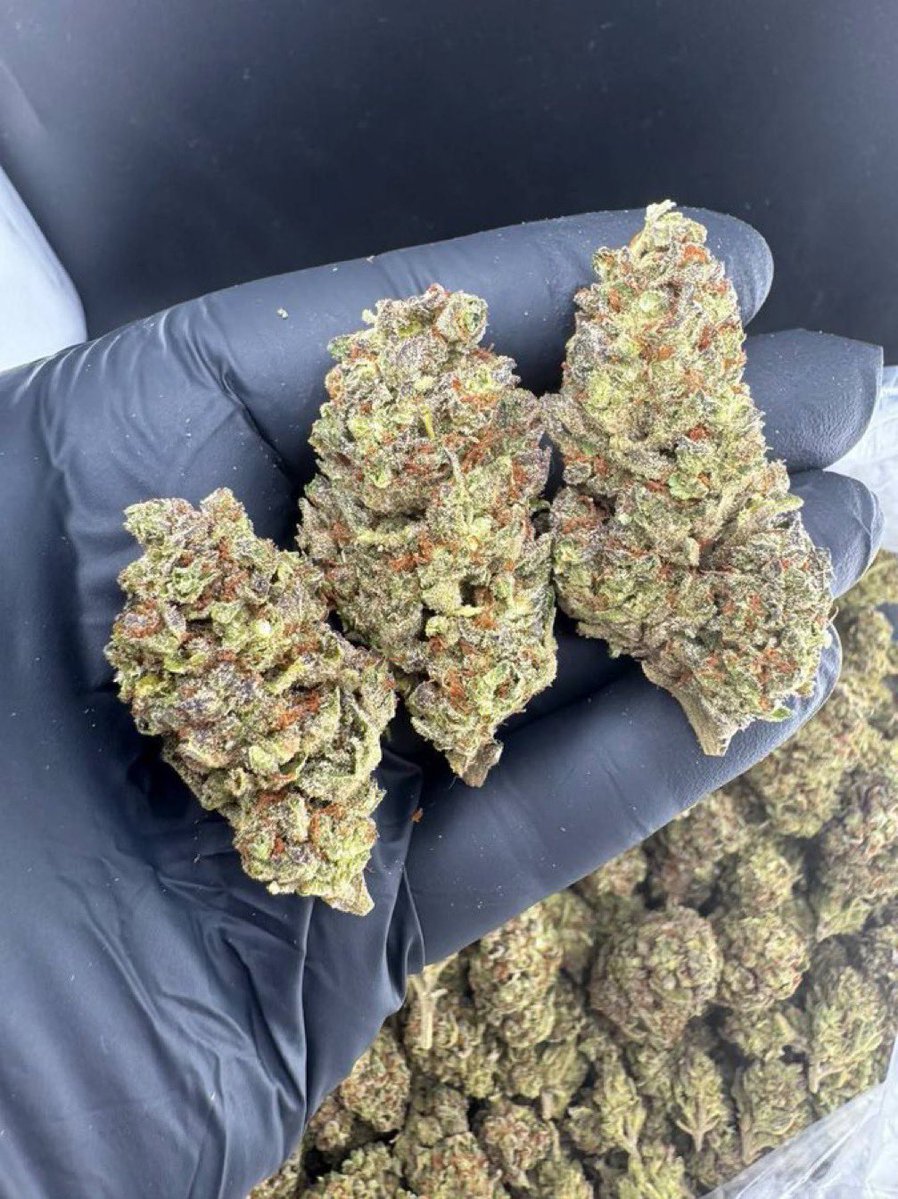 Realjaytrappy's tweet photo. GushLato 🍃 ⛽️ 

$80/half
$125/oz
$400/QP https://t.co/hNxqhQZUmb