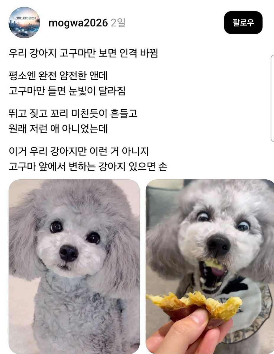 suuunnlin's tweet photo. 고구마 먹는 강아지들 인격 다른거 왜케 웃기냐 ㅋㅋㅋㅋㅋ https://t.co/EQOUzN9ez8