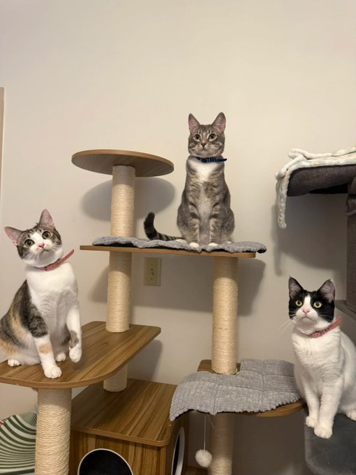 Mary_11115's tweet photo. Can anyone tell me what they're thinking? I doubt they're worried about cat food. https://t.co/x43NGVGUTc