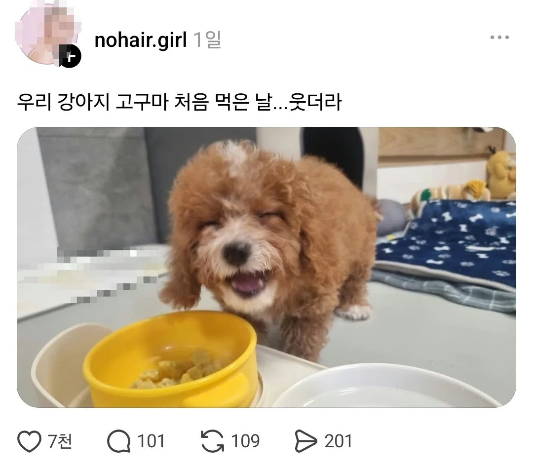 suuunnlin's tweet photo. 고구마 먹는 강아지들 인격 다른거 왜케 웃기냐 ㅋㅋㅋㅋㅋ https://t.co/EQOUzN9ez8