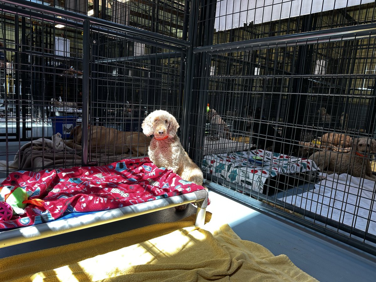 ARCorps's tweet photo. @1c1cl3 @BuddyonBNB Thank you for all you’ve done and are doing for animals in need -we loved having you visit. Your donations and shares bring the wags and sunshine back to the lives of pups like that doodle and like Buddy. 💙 And big congratulations and best of luck on this exciting relaunch! 🎉 https://t.co/LSKArUw2yt