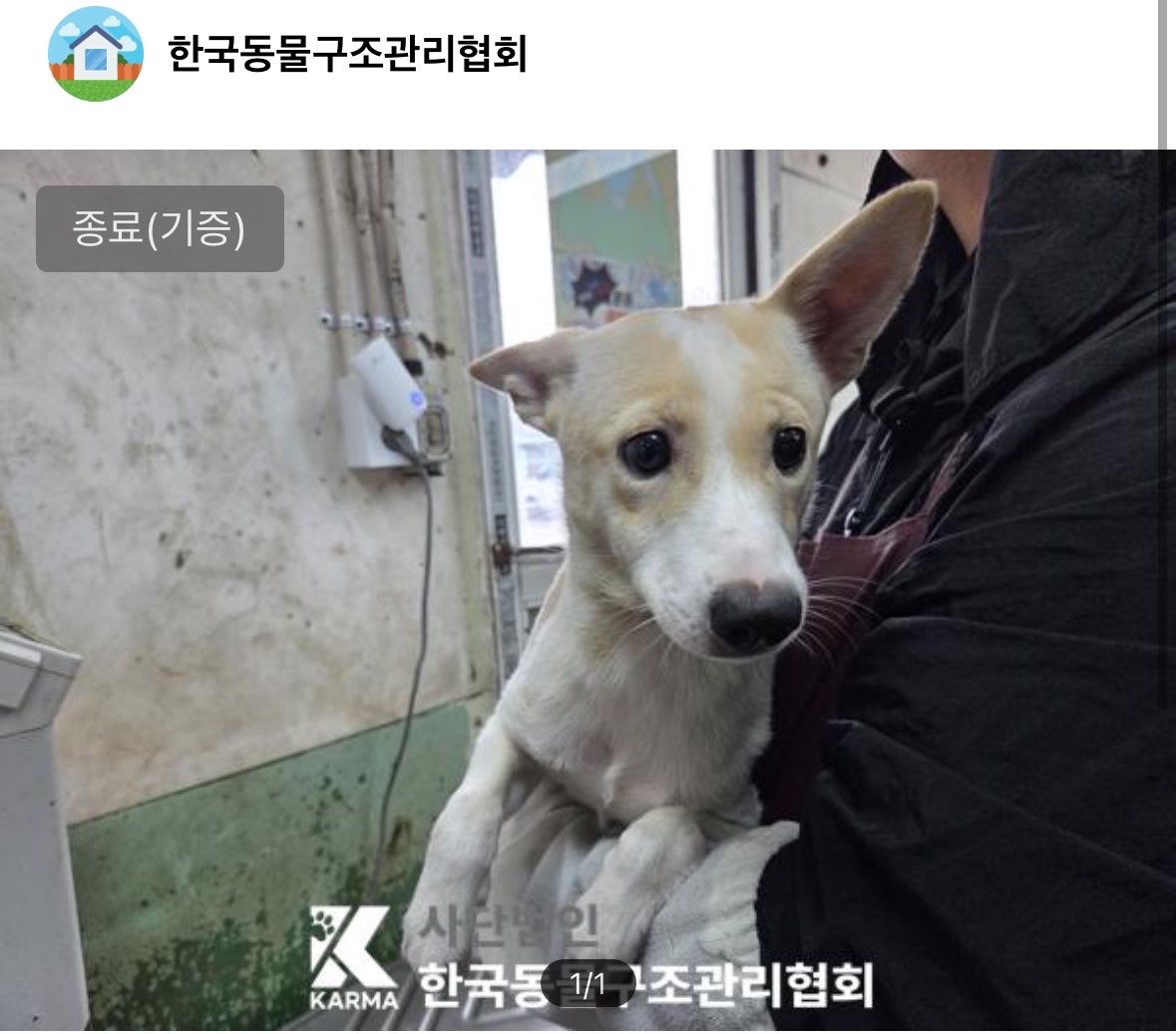 newbam_ba's tweet photo. 햇밤이 엄마로 추정되는 강아지인데요

햇밤이 형제들은 다 입양 갔다는 걸 알고 있는데
이 강아지만 유일하게 소식이 없어요 

잘 지내고 있는 걸까요..

엄마라고 생각하는 이유는
햇밤이랑 정말 많이 닮았고
햇밤이가 구조된 곳과 멀지않은 곳에서 혼자 며칠 빨리 구조되었고 그 뒤에 햇밤이랑 형제들이 같이 구조됐어요