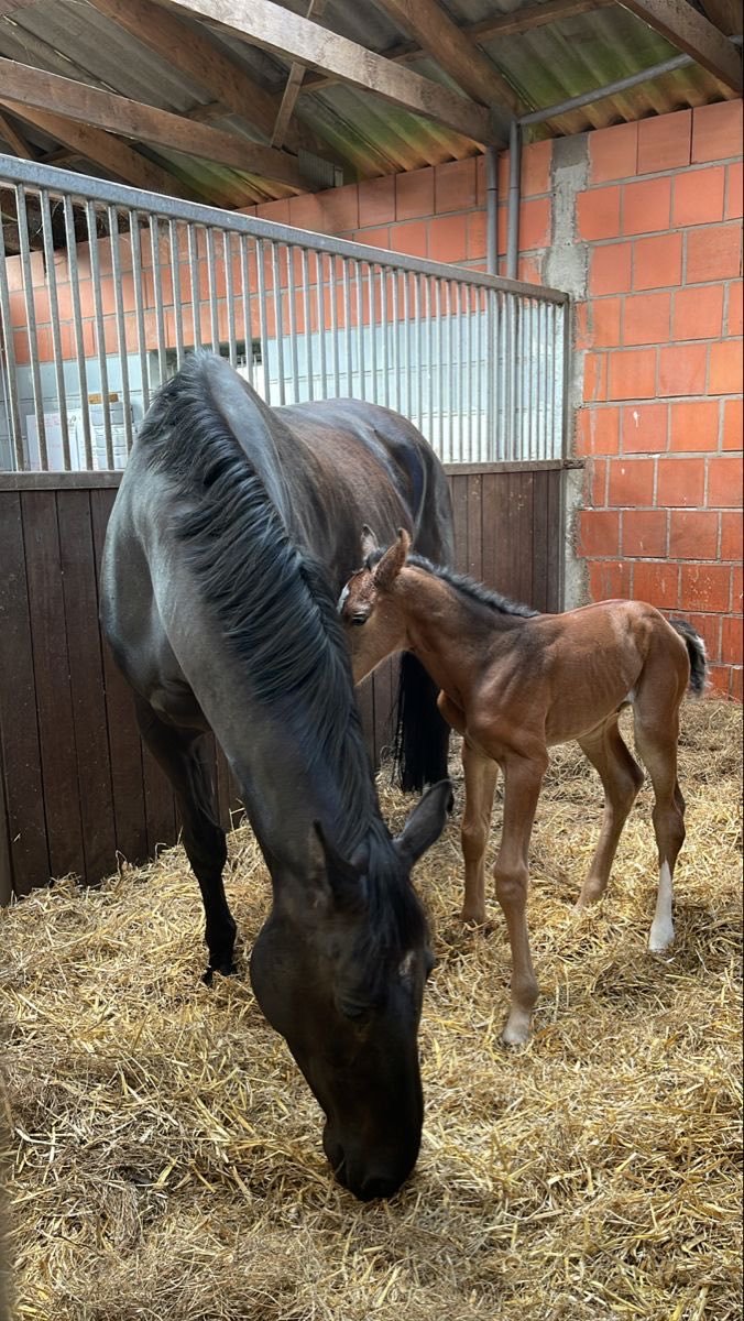 SoniaBillya2's tweet photo. She gave birth,she's also available ,serious buyer Dm link in bio https://t.co/4BdqdI6hNY