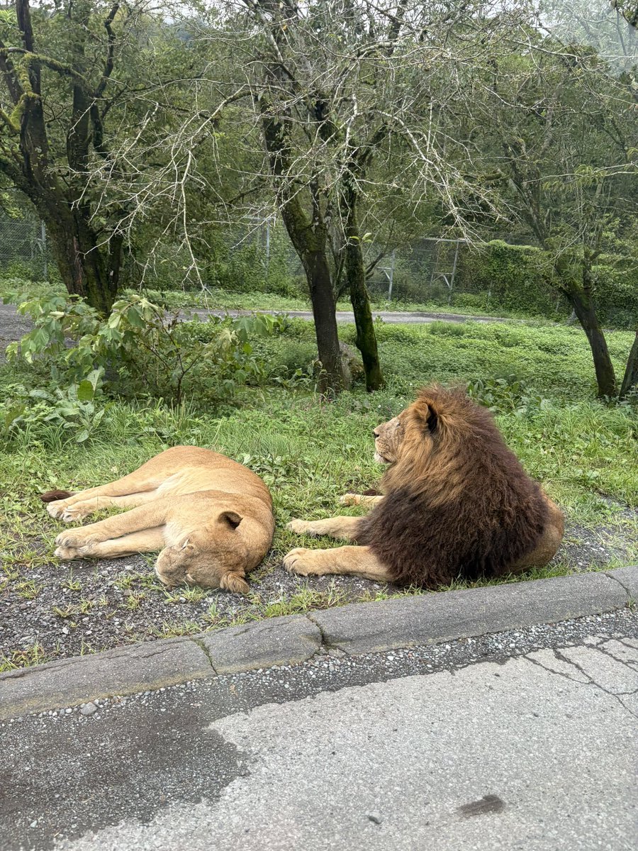 shrimpflower_87's tweet photo. 富士サファリパーク行ってきた🐻🦁
クマさんいるよーって言ったらあ！って指さして見てた可愛い🥹🤍

前動物園行った時はよく分かってなかったから反応の違い見れて嬉しかった~!!

餌やりも沢山できて楽しそうで良かった（՞>⩊<՞） https://t.co/vtlbCpPaDW