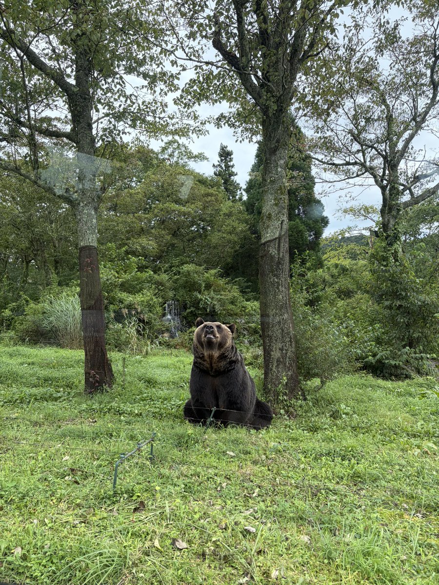 shrimpflower_87's tweet photo. 富士サファリパーク行ってきた🐻🦁
クマさんいるよーって言ったらあ！って指さして見てた可愛い🥹🤍

前動物園行った時はよく分かってなかったから反応の違い見れて嬉しかった~!!

餌やりも沢山できて楽しそうで良かった（՞>⩊<՞） https://t.co/vtlbCpPaDW