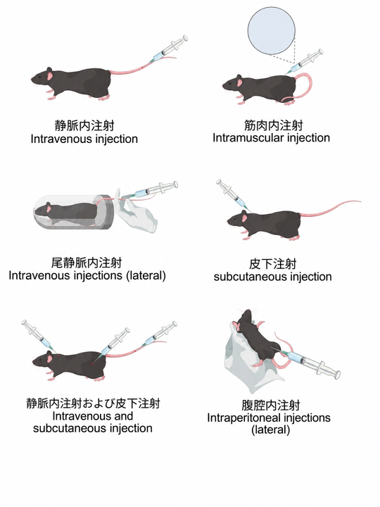 BioGDP's tweet photo. よく使われるマウス実験操作のイラスト素材＋日英対照🐭

マウス実験の図作りに、「こんな素材が欲しかった！」を集めました。

今回は、マウス実験でよく用いられる各種実験操作や、生理・病理状態を表現した素材をまとめました。標準的な日本語・英語名称を併記しているため、論文Figureや実験フローなどの研究図に、そのまま組み合わせてご活用いただけます✨

BioGDPでは、20,000点以上のオリジナル素材と、400種類以上の作図テンプレートをご用意しています。研究図をより手軽に、分かりやすく作成したい方は、ぜひBioGDPをご活用ください！
🔗 https://t.co/m6JtKoOtEv

#研究 #研究者 #大学院生 #生命科学 #マウス実験 #論文作成 #研究イラスト #BioGDP