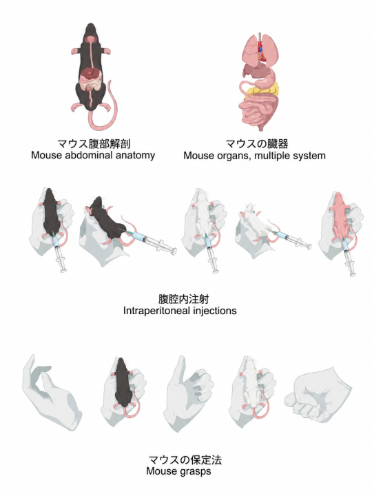 BioGDP's tweet photo. よく使われるマウス実験操作のイラスト素材＋日英対照🐭

マウス実験の図作りに、「こんな素材が欲しかった！」を集めました。

今回は、マウス実験でよく用いられる各種実験操作や、生理・病理状態を表現した素材をまとめました。標準的な日本語・英語名称を併記しているため、論文Figureや実験フローなどの研究図に、そのまま組み合わせてご活用いただけます✨

BioGDPでは、20,000点以上のオリジナル素材と、400種類以上の作図テンプレートをご用意しています。研究図をより手軽に、分かりやすく作成したい方は、ぜひBioGDPをご活用ください！
🔗 https://t.co/m6JtKoOtEv

#研究 #研究者 #大学院生 #生命科学 #マウス実験 #論文作成 #研究イラスト #BioGDP