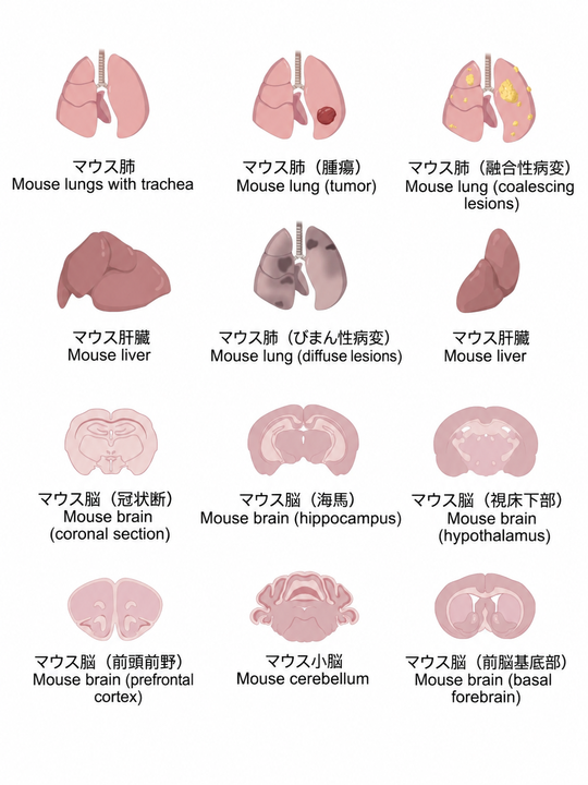 BioGDP's tweet photo. よく使われるマウス実験操作のイラスト素材＋日英対照🐭

マウス実験の図作りに、「こんな素材が欲しかった！」を集めました。

今回は、マウス実験でよく用いられる各種実験操作や、生理・病理状態を表現した素材をまとめました。標準的な日本語・英語名称を併記しているため、論文Figureや実験フローなどの研究図に、そのまま組み合わせてご活用いただけます✨

BioGDPでは、20,000点以上のオリジナル素材と、400種類以上の作図テンプレートをご用意しています。研究図をより手軽に、分かりやすく作成したい方は、ぜひBioGDPをご活用ください！
🔗 https://t.co/m6JtKoOtEv

#研究 #研究者 #大学院生 #生命科学 #マウス実験 #論文作成 #研究イラスト #BioGDP