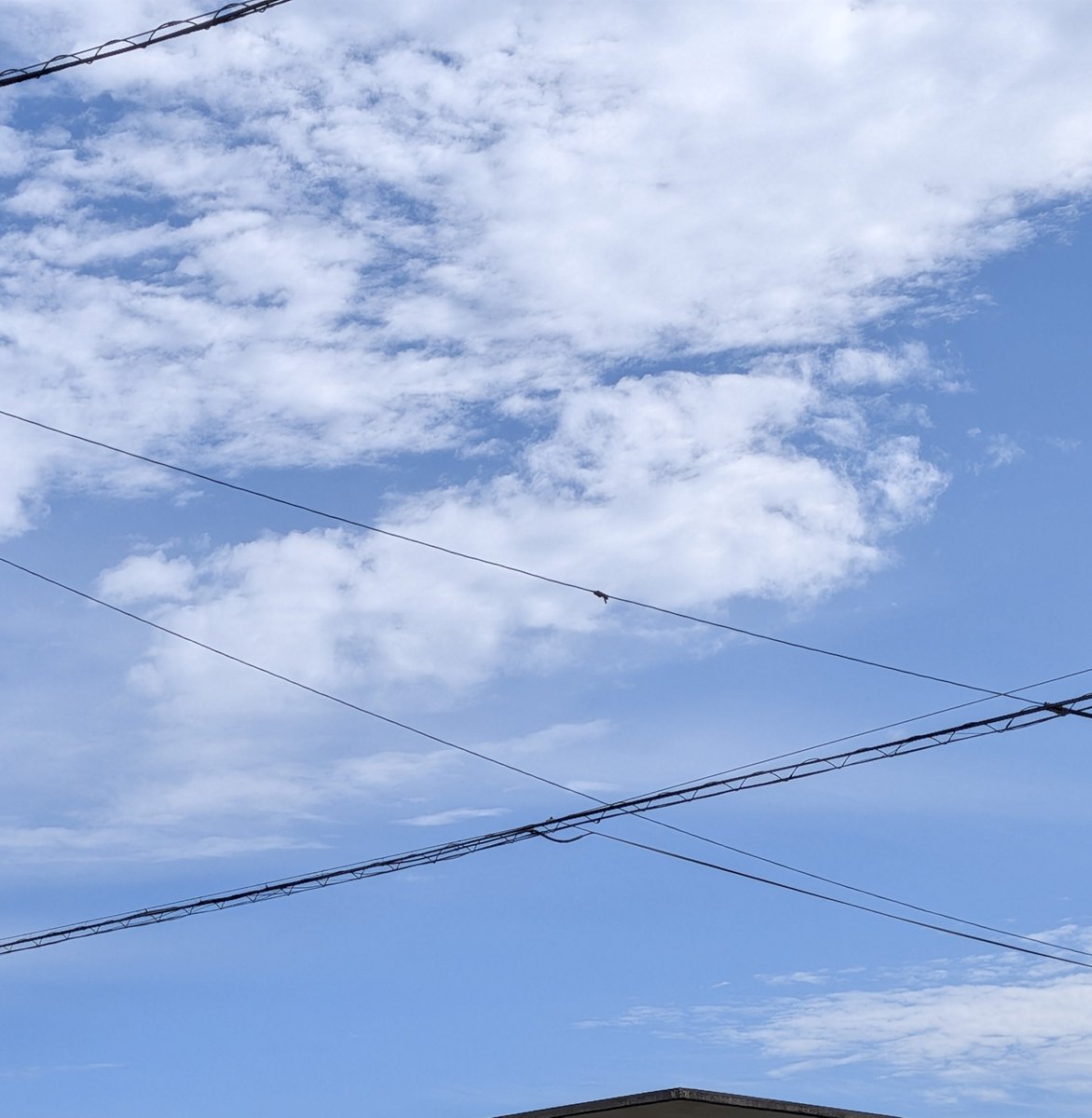 toshitaka3776's tweet photo. おはようございます

青空と雲☁多めです
秋らしい陽気です。
最高気温🌡️28℃の予報です。

#イマソラ https://t.co/z88Jc4sg1O