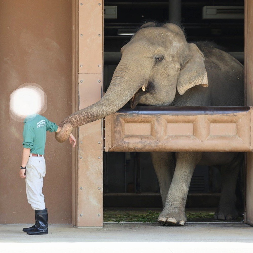 higashiyama5555's tweet photo. そばにいて

ワルダー🐘
＃東山動植物園　＃アジアゾウ https://t.co/MZgyDhd6kN