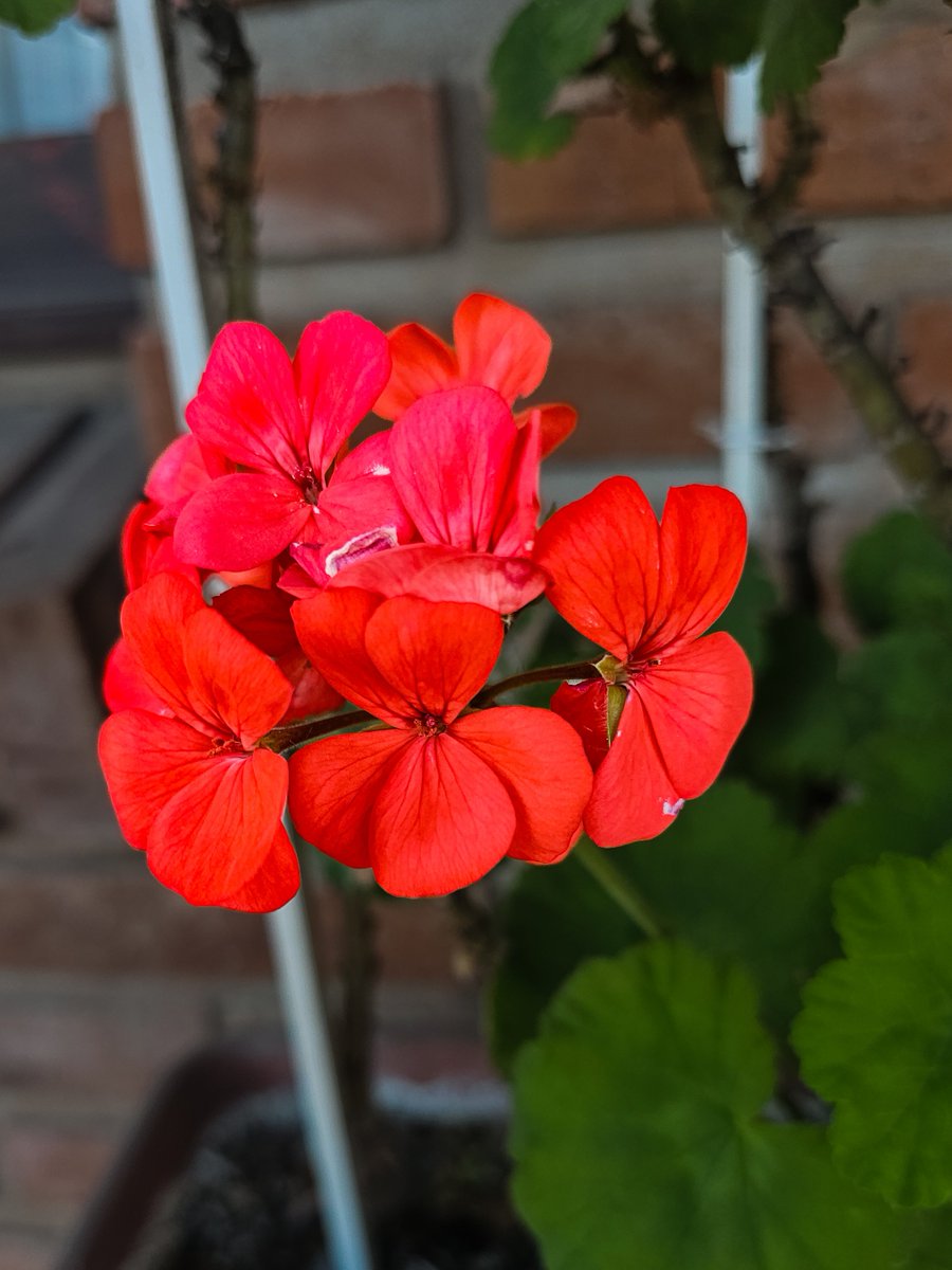 h0logrammXXX's tweet photo. Mis plantas se anticipan a la primavera https://t.co/pZicKIDQSv
