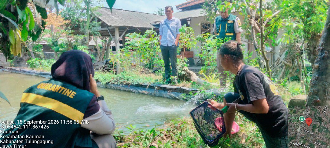 GPawilang's tweet photo. Selasa 15 Sept 2026, @GPawilang , Luhkan Kab. Tulungagung di pokdakan Mina Kauman Sukses,Ds.Kauman,Kec.Kauman pendampingan akses program terkait pupuk bersubsidi sektor KP
@bppsdm_kp
@bppsdm_pusluhkp
@bppsdm_bp3bwi
@LuhkanTLA https://t.co/wuyH1flQ4L