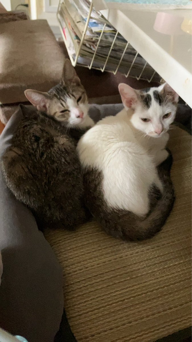 kpfslove's tweet photo. ママが頑張ってるから
わたち達も頑張る！
10月も譲渡会開催しますので
ぜひこの子達に
会いに来て下さい😊 https://t.co/3linFh2p6s