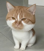 cryptoht88's tweet photo. Douyin's most popular big-headed cat across the entire platform:抖音全网最火的大头咪：
呆呆：
0x060969f8b300b099fdadf53b5ccfa3553a097777 https://t.co/XLapSy9jaB