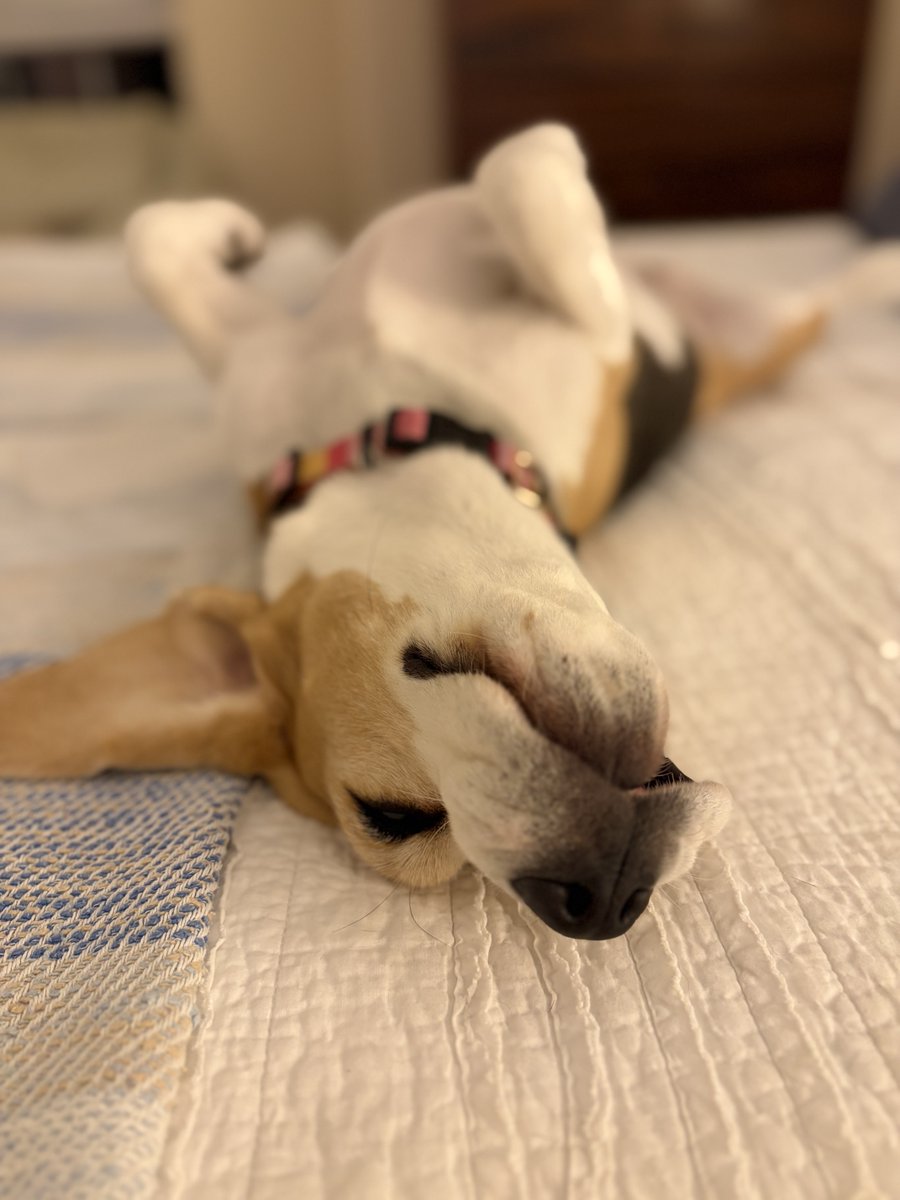 mammalooney's tweet photo. Zadie #Beagle after her >90 degree bedtime walkie.
#Beagles #CentralTexas https://t.co/iteJdxqXt2