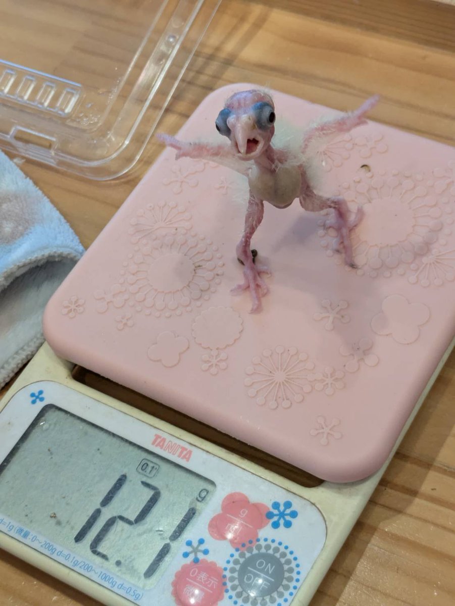 2012Meron's tweet photo. おはようございます😊
本日も通常通り営業中！

本日、朝のまろんちゃん。
食前11.3
食後12.1
順調に体重増えております。
朝はなぜかセクシーポーズなまろんさん。
食後はキメっ🫡

こんなまろんちゃん、見に来てねー。今日も１１時半よりランチ開始でーす👍️
#バードケージ　#とりカフェ　#東生駒 https://t.co/1cdRvIuJIs