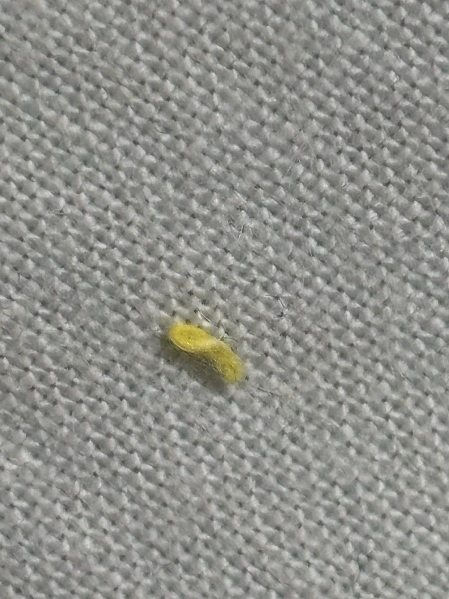 shen4218's tweet photo. たまに家に出てくる心当たりのないこの黄色い糸くずって一体なんなんだ？ https://t.co/0thI0RBAMm