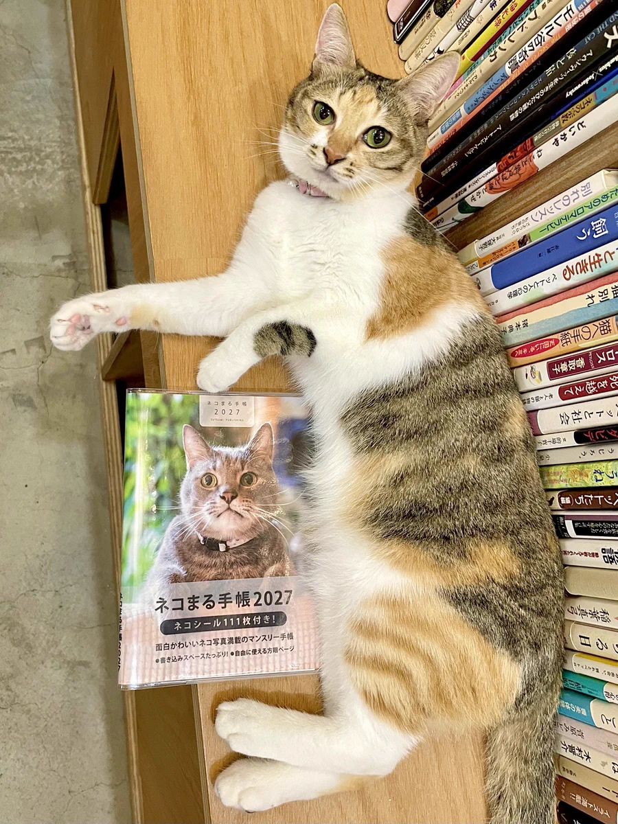 キャッツミャウブックス® on X: 