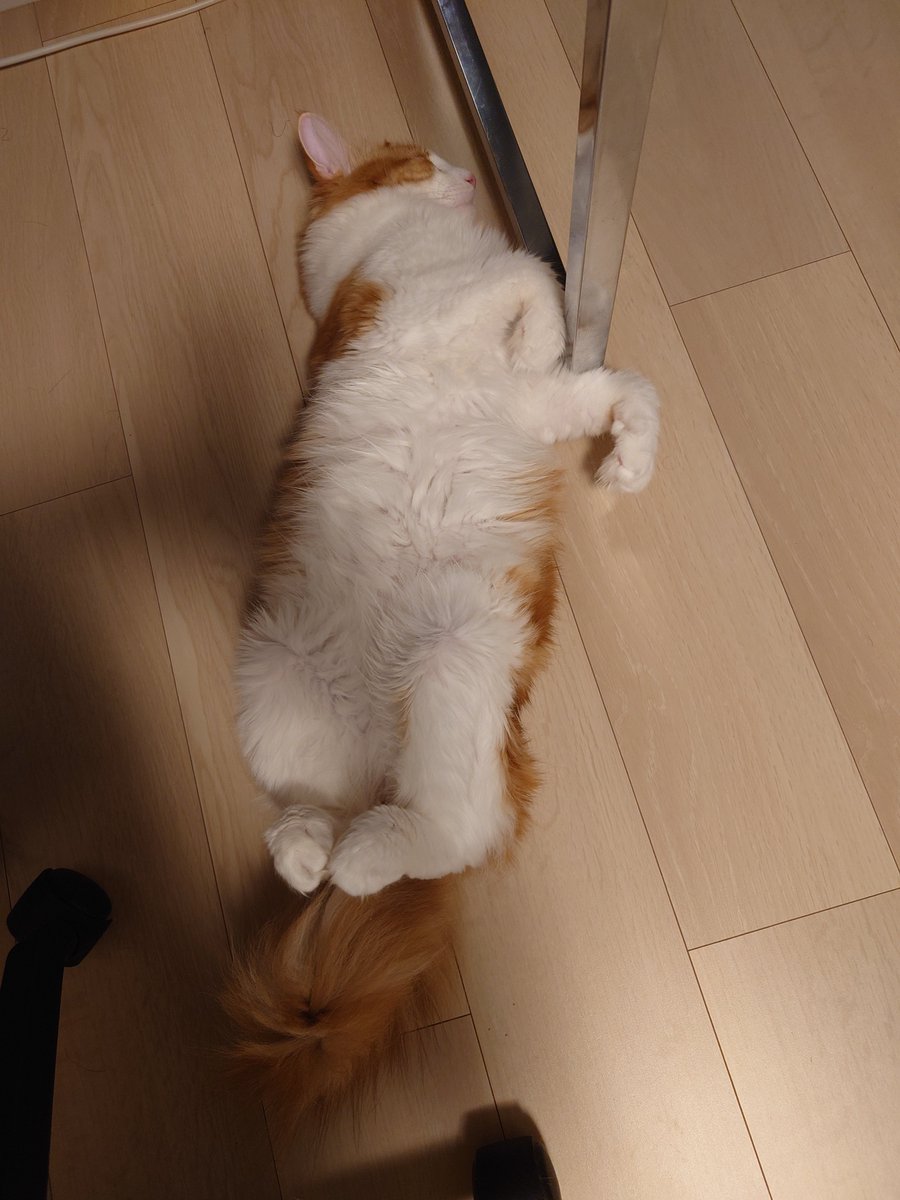 keiti_vr's tweet photo. #毎日なる君 https://t.co/4K5DVGvYR8