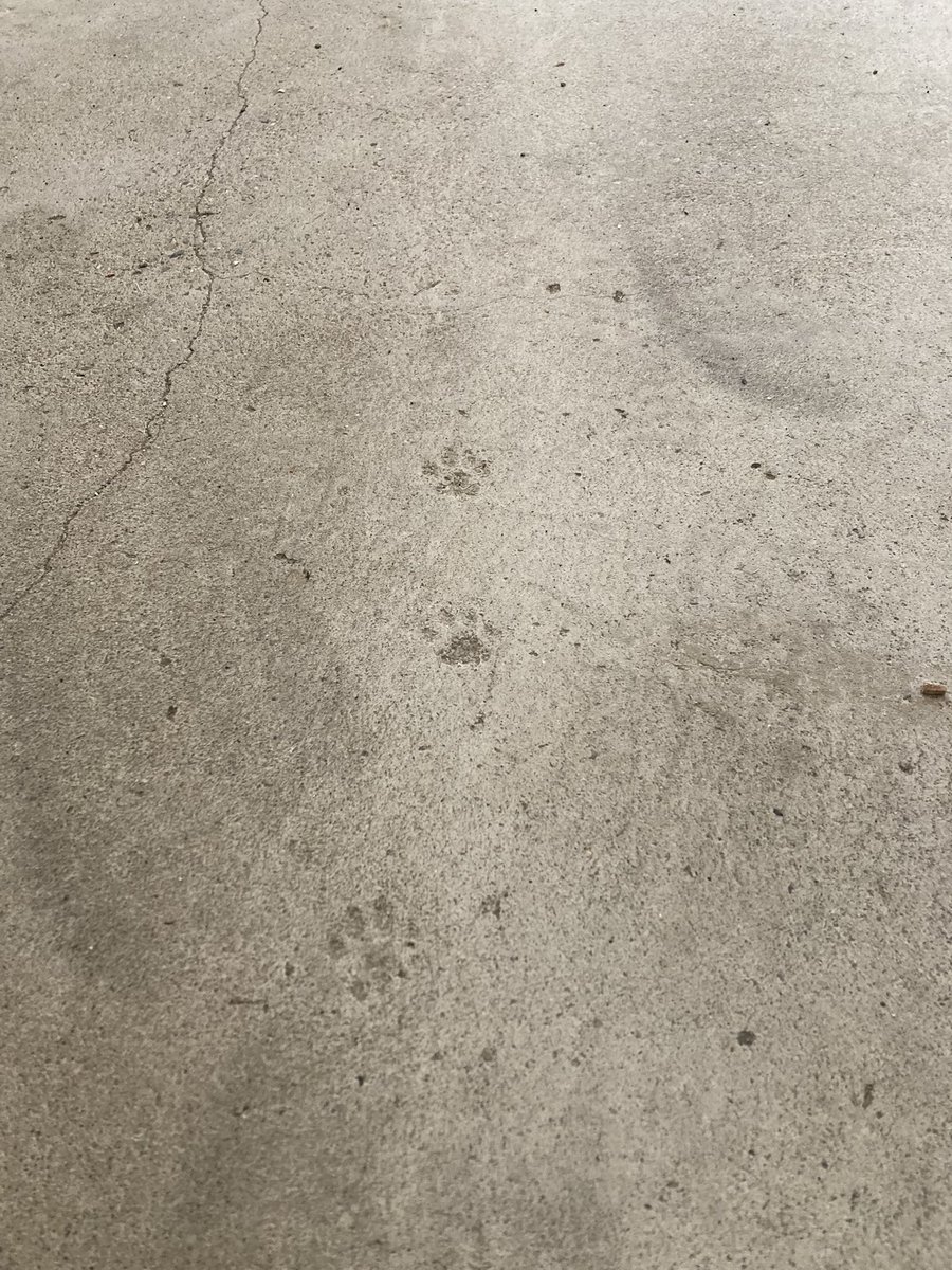 siroyagi_today's tweet photo. リフォームの現場で見つけた
ネッコの足跡🐾 https://t.co/IaXhhgHtag
