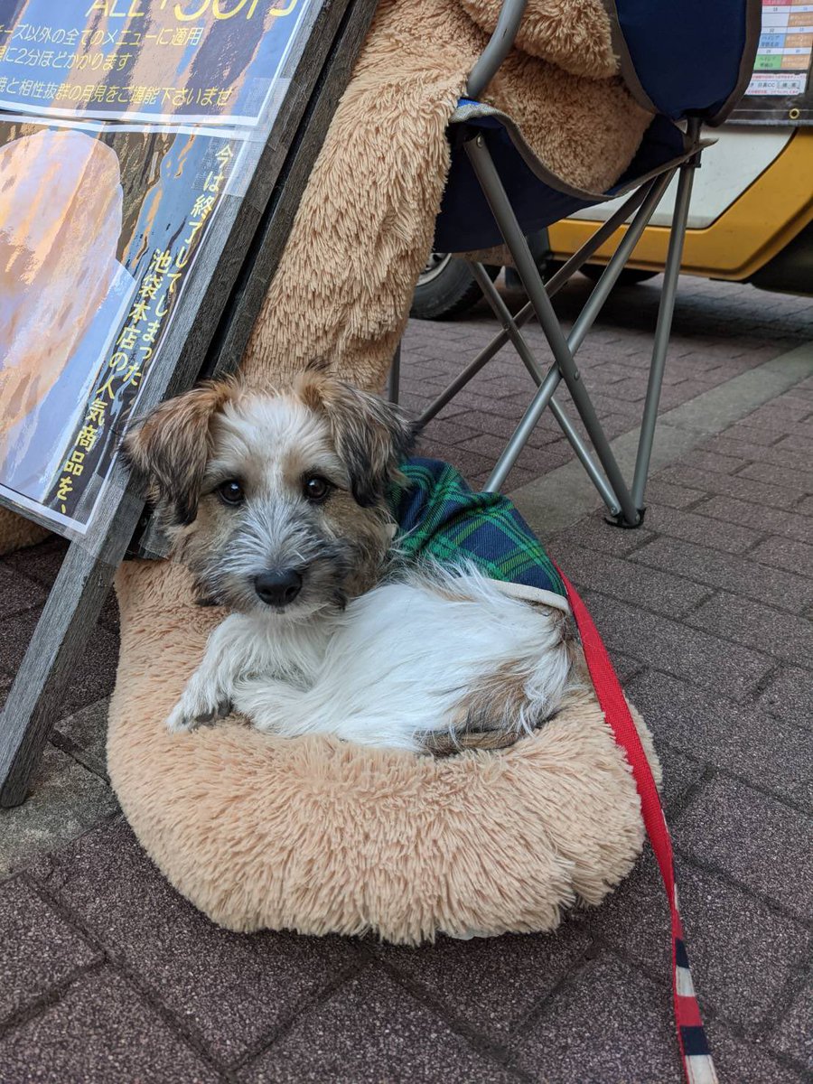 bkdanmiyazaki's tweet photo. 今日のもじゃ

右は5年以上前

大きくなったね^_^ https://t.co/B4zqiIkcDx