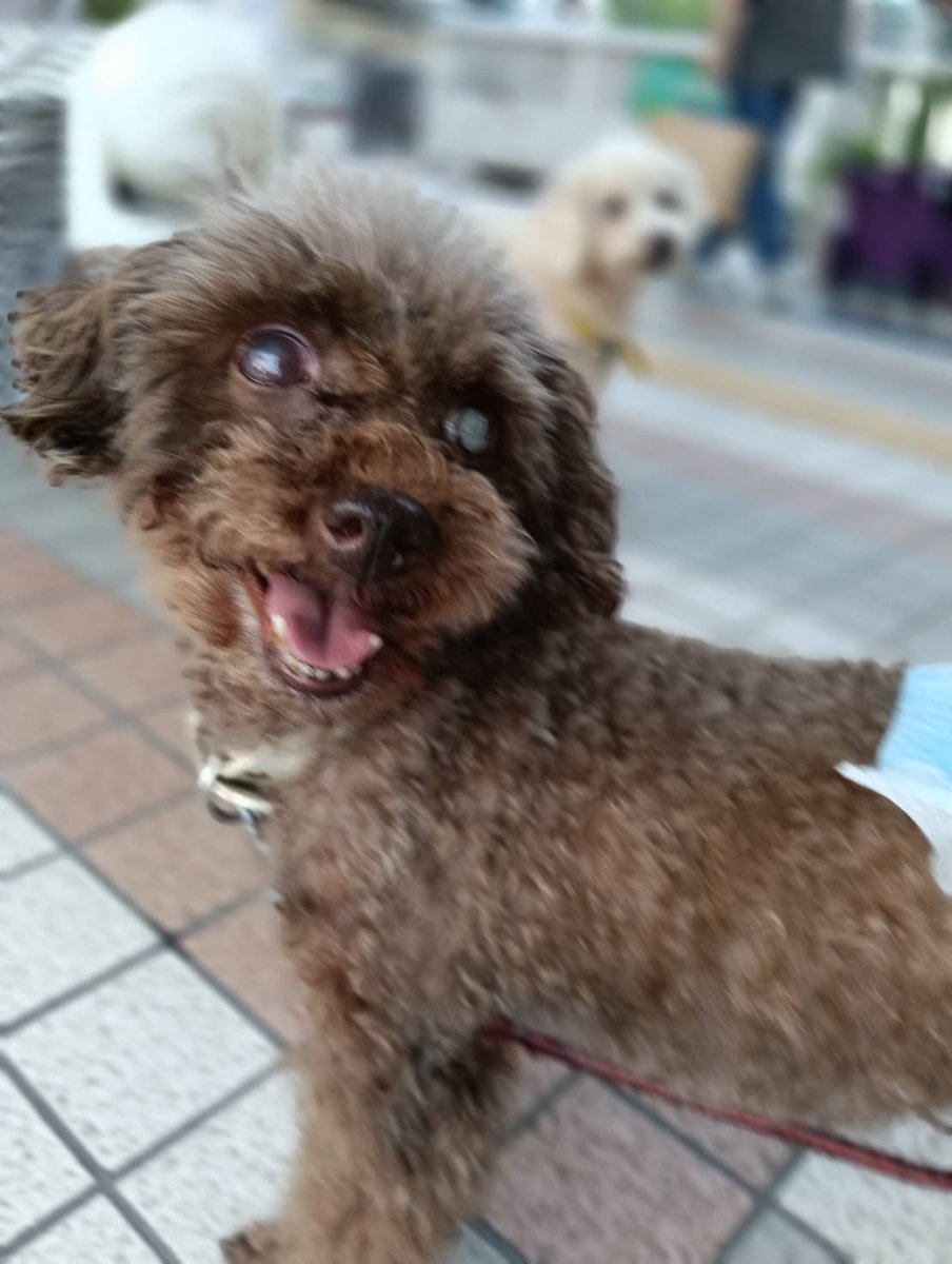 JCDLkawashima's tweet photo. 🍀本日９／１６（水）譲渡会行います🍀
開催時間は、
🐶１１時〜１６時頃迄です🐱
人慣れしてる優しくて可愛い犬猫達が参加します🩷お子様も触れます😀
犬猫達に会いに譲渡会に、お越しくださいませ🎀

＃譲渡会　＃千里中央　＃保護犬
＃保護猫　＃里親 https://t.co/BHmfrWr1h9
