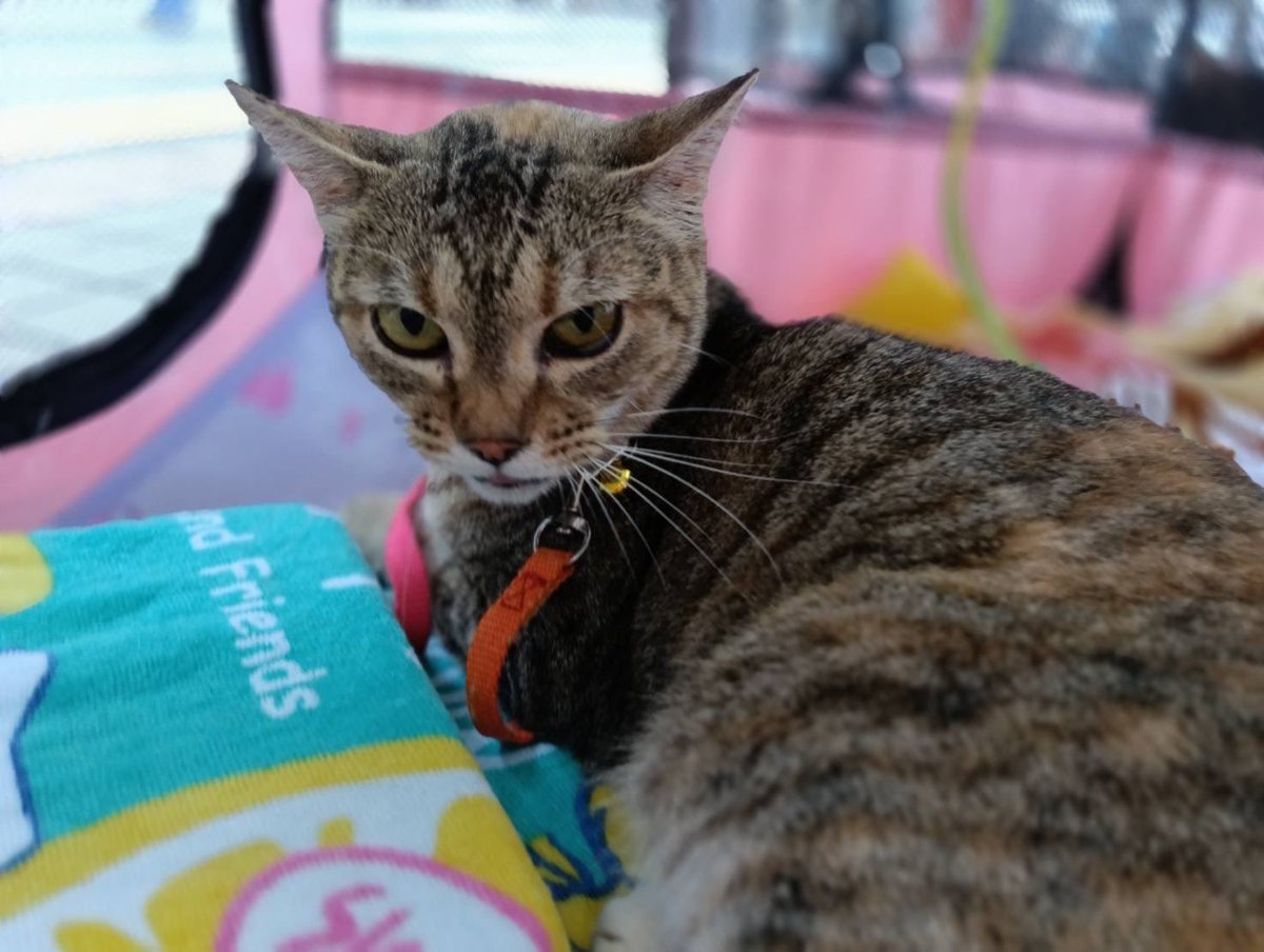 JCDLkawashima's tweet photo. 🍀本日９／１６（水）譲渡会行います🍀
開催時間は、
🐶１１時〜１６時頃迄です🐱
人慣れしてる優しくて可愛い犬猫達が参加します🩷お子様も触れます😀
犬猫達に会いに譲渡会に、お越しくださいませ🎀

＃譲渡会　＃千里中央　＃保護犬
＃保護猫　＃里親 https://t.co/BHmfrWr1h9