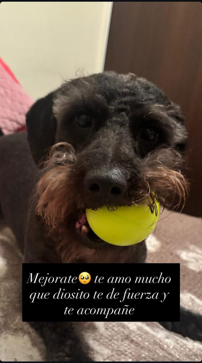 BlassyFox's tweet photo. Rifaré una camiseta del colo de este año porque el goat está hospitalizado  y la operacion y hospitalizacion nos salió 1 .2 m  dejaré foto de las boletas en los comentarios los anotaré si quieren aportar para la lucatón por el goat 

#VamosColocolo https://t.co/NVPlsPyXsP