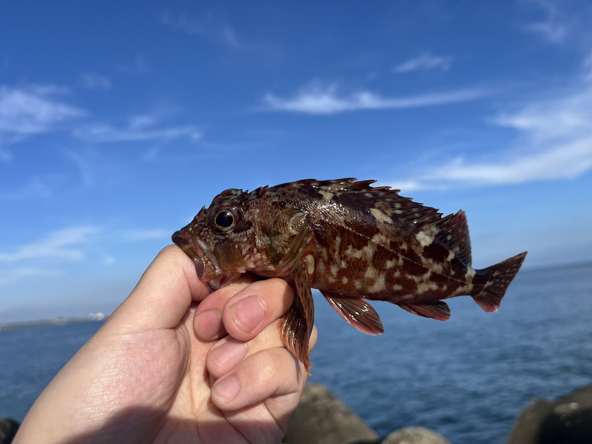 anfish_angler's tweet photo. こないだのカサゴちゃん https://t.co/uZo1xneaFH