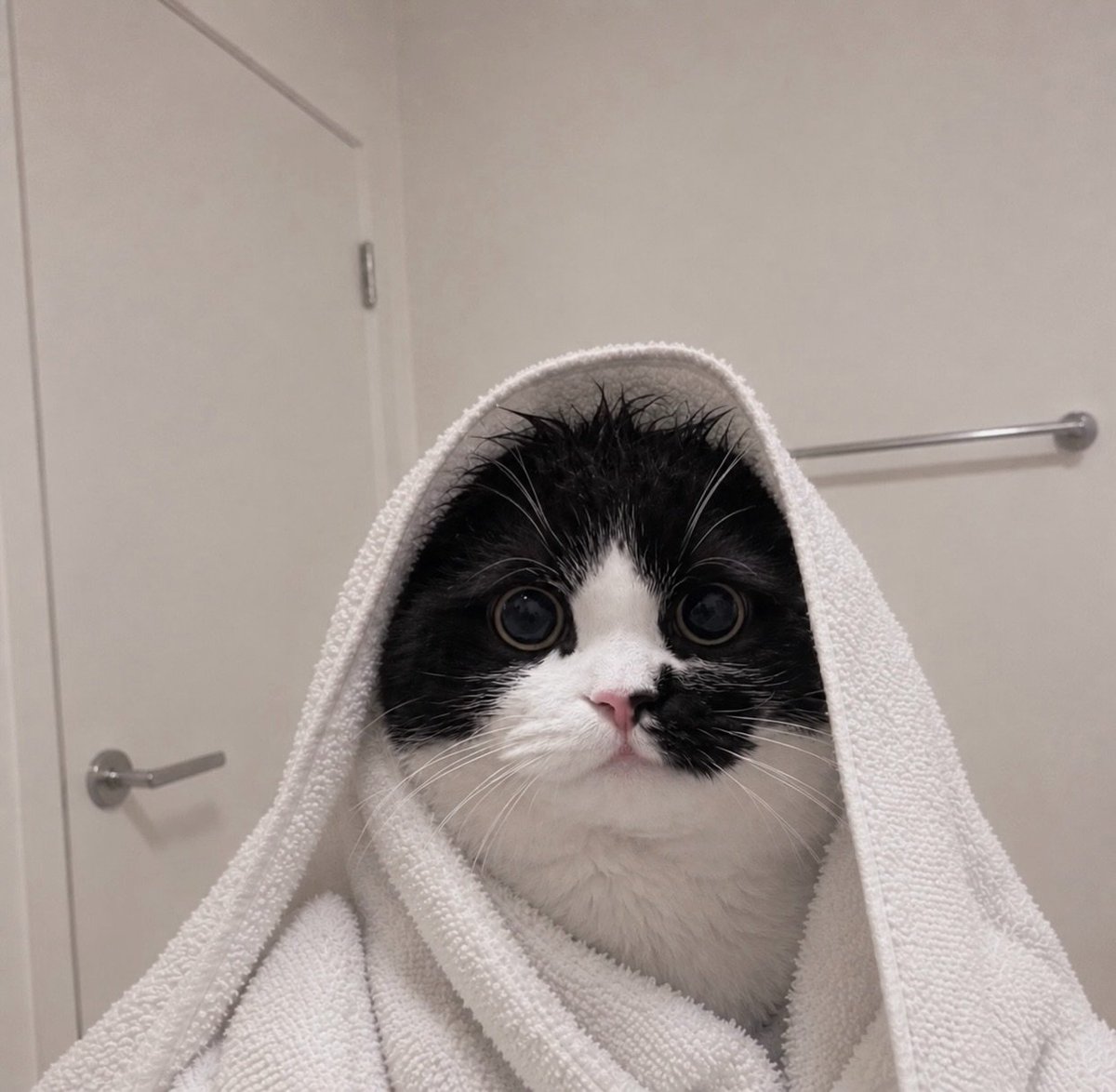 CatMeowkingdom's tweet photo. https://t.co/NY5tD6TwrR