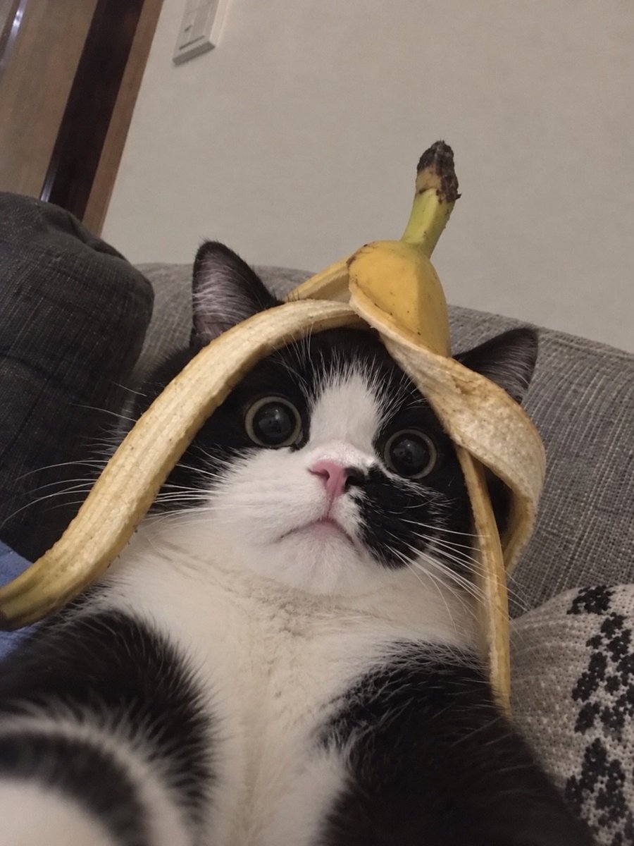 CatMeowkingdom's tweet photo. https://t.co/NY5tD6TwrR