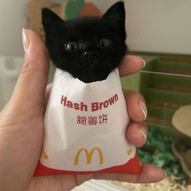 CatMeowkingdom's tweet photo. https://t.co/oPCTmSctVy