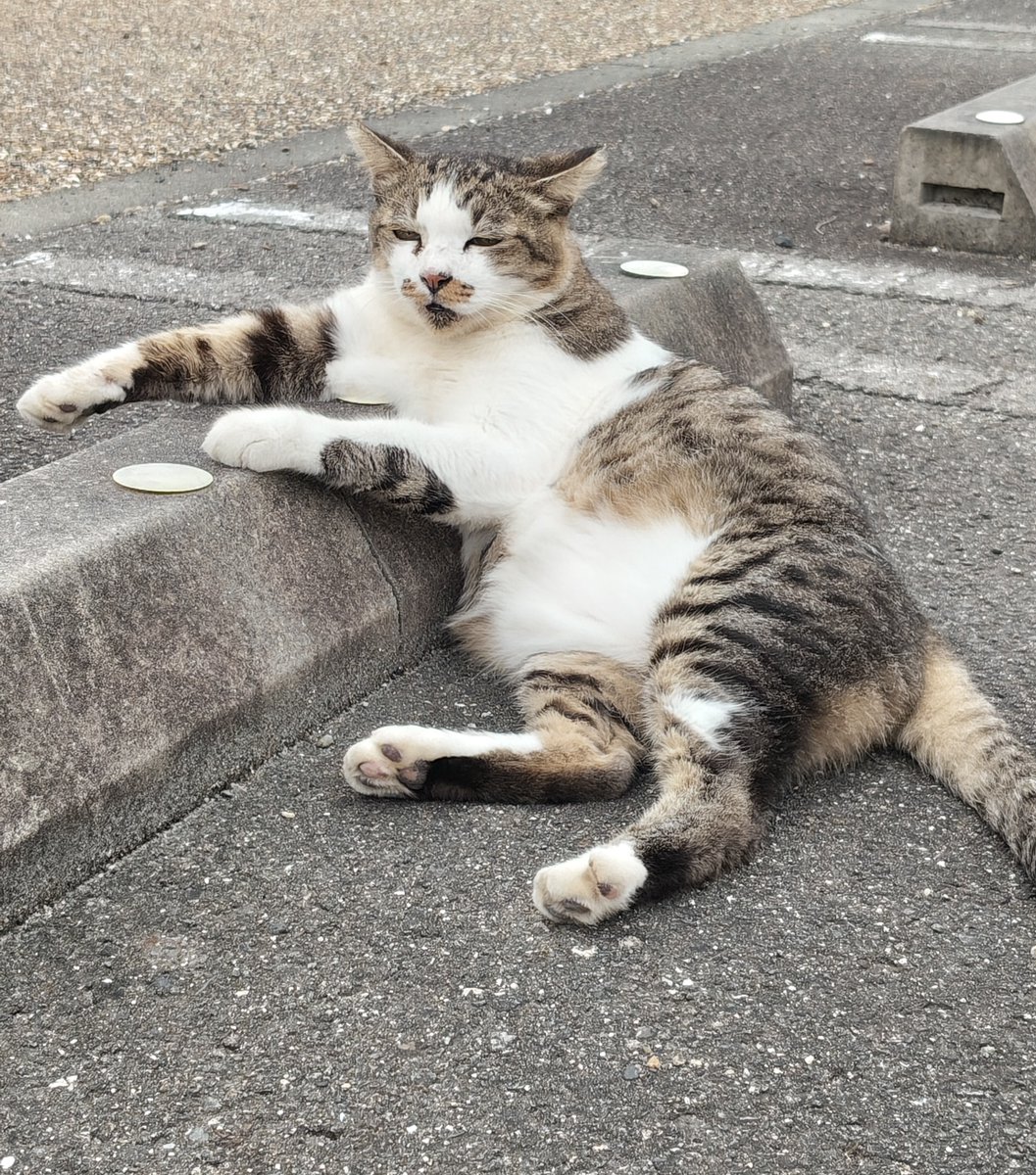 linicalofficial's tweet photo. 最近、よく行く公園で見かける野良猫。
何度も会っているうちに、
「今日もいるな」と思うようになりました。

……向こうも
「今日も来たな」と思っているのでしょうか。

公園では猫の動向をモニタリングしています🔍（投稿者：🐈） https://t.co/HFuohBRMnz