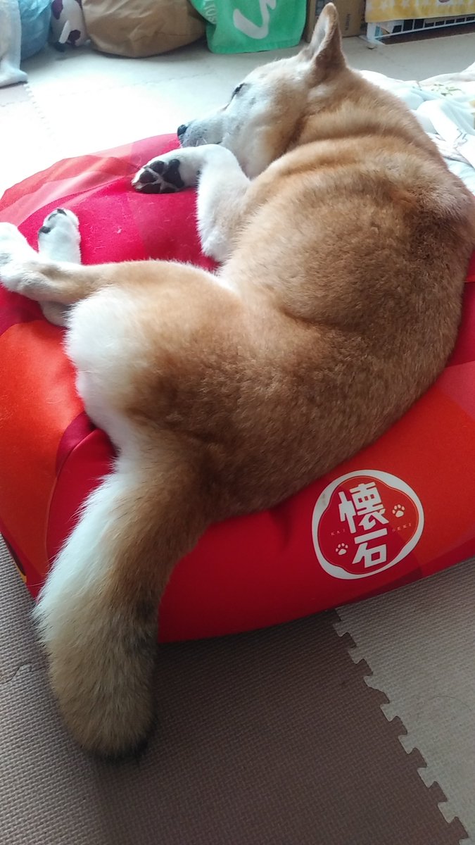 sasami0124's tweet photo. 【わんこのこと】食後のリラックスタイム #犬をダメにするクッ��ョン #元気なおしっぽ #またご飯難民に陥った #秘密結社老犬倶楽部 #柴犬 #15歳11カ月 https://t.co/IUwUGQN1VY