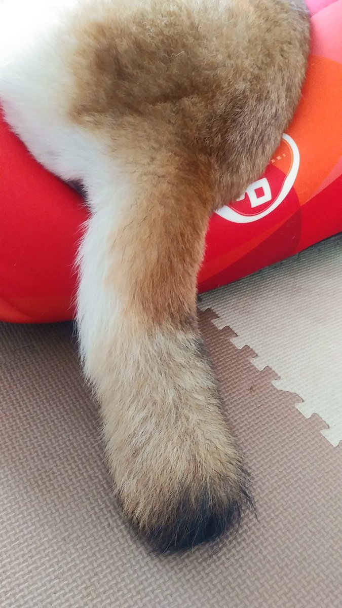 sasami0124's tweet photo. 【わんこのこと】食後のリラックスタイム #犬をダメにするクッ��ョン #元気なおしっぽ #またご飯難民に陥った #秘密結社老犬倶楽部 #柴犬 #15歳11カ月 https://t.co/IUwUGQN1VY