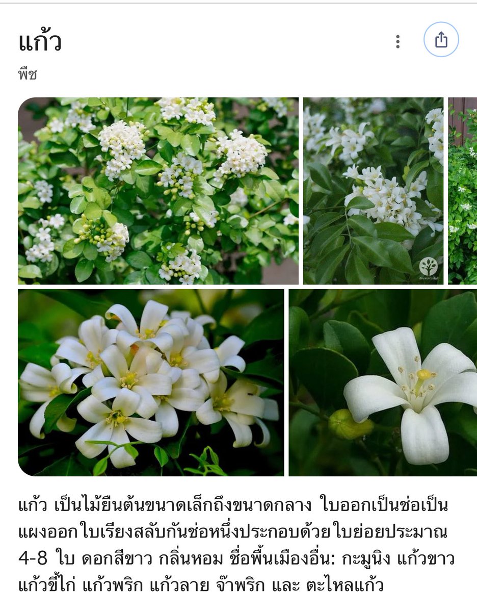 Double_waa's tweet photo. This flower is called “Dok Kaew” in Thai. Which matches Kaew’s name in the series. I’m sure he has memories of P’Khun, but I don’t know how🥲 

#augustleng #lovedestiny https://t.co/CMLPCSnRDi