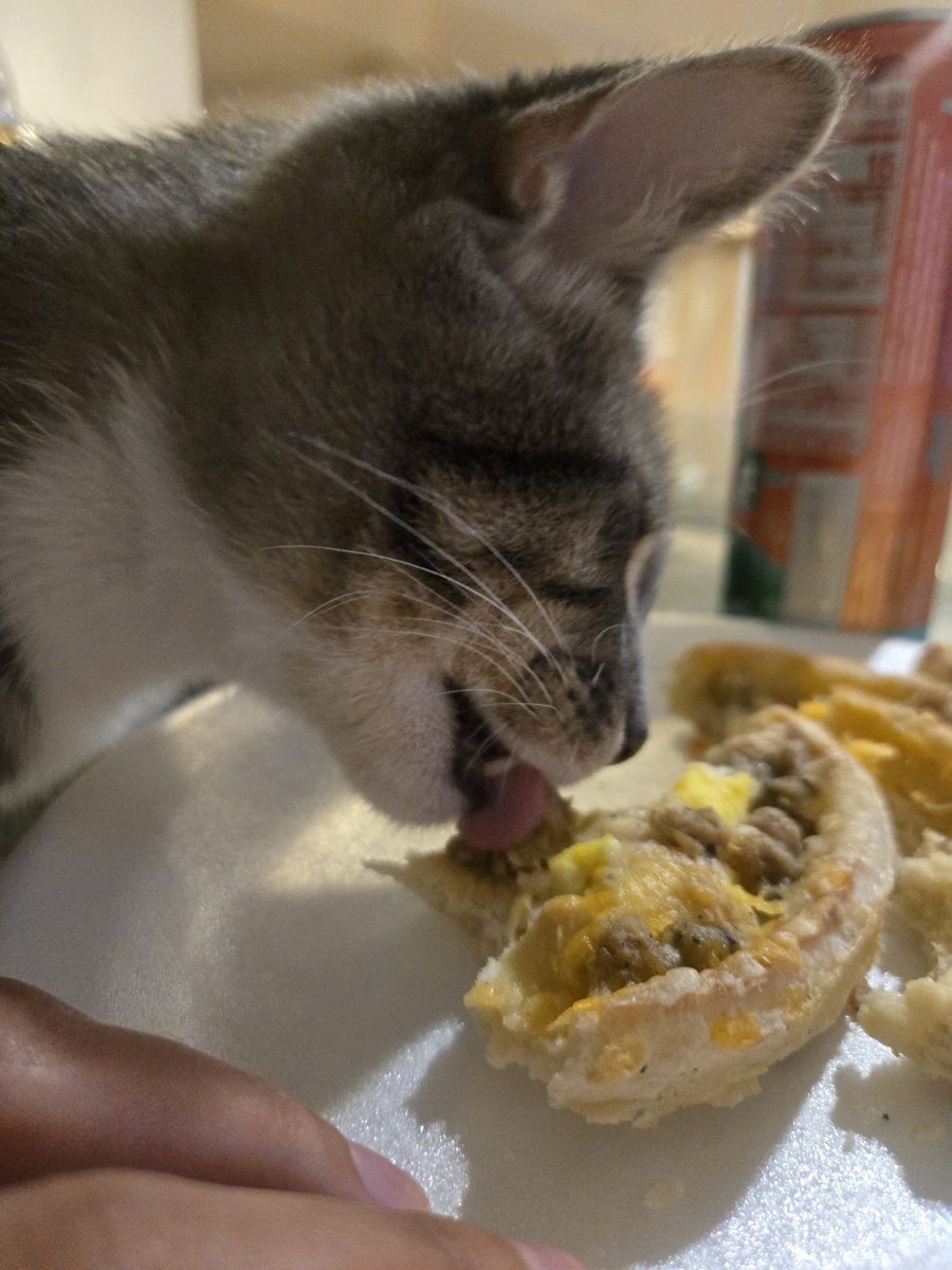 dollipws's tweet photo. oh no kitty couldnt resist the food #lowkmeasf https://t.co/wPBfCOMERL