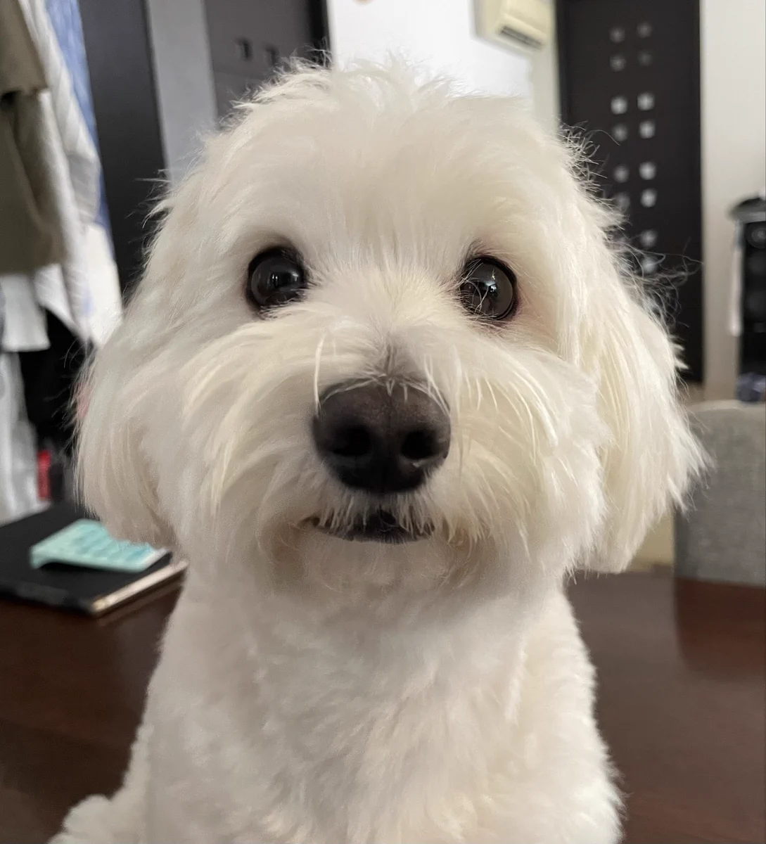 ْ犬 記録 on X / X