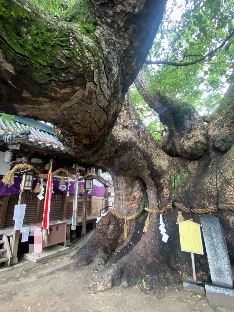 LOVE20070129's tweet photo. ⛩️氏神様へお参り⛩️

　9月15日、感謝の思いで無事に迎えられました🙏🏻✨ありがとうございます💝　
　雨が続き、健康管理も大切な時期です🤗
　皆様にも、健康で平和で幸せな日々が続きます様に🙏🏻✨
#神社
#氏神様 https://t.co/yUMkS7WweC